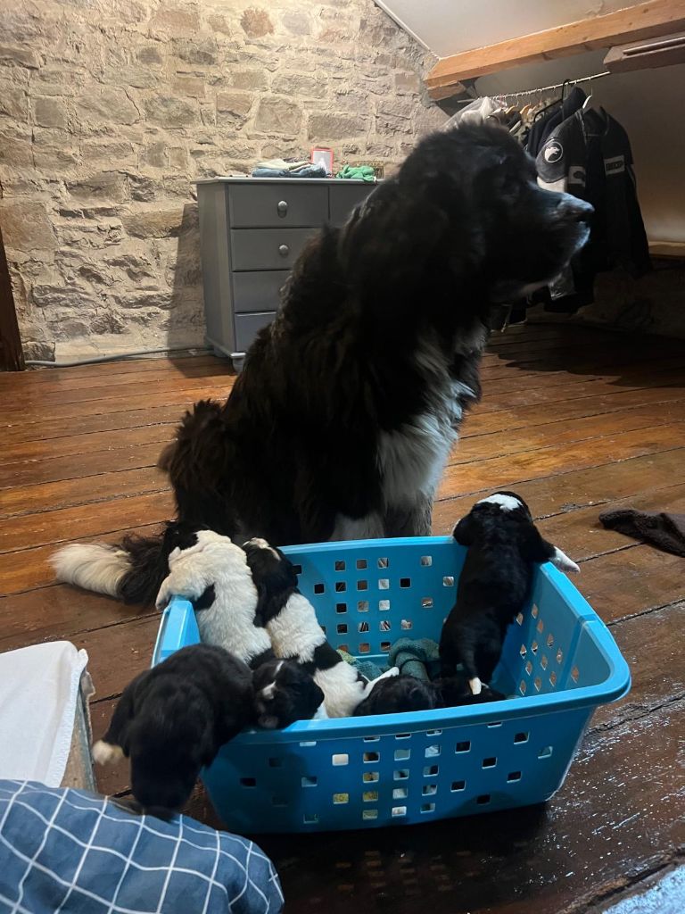 Bébés Nours à réserver